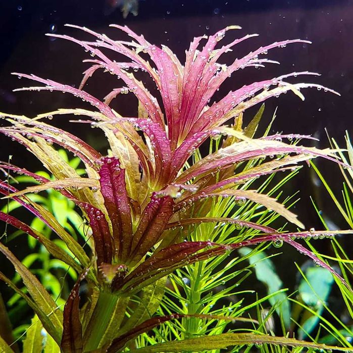 Лимнофила ароматика