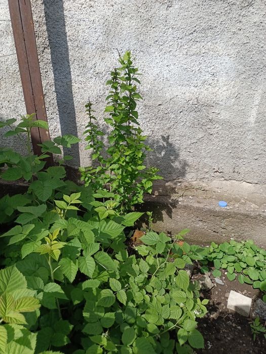 Саженцы смородины и малины
