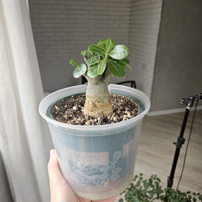 Сортовые адениумы из Китая