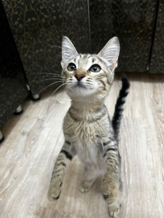 Отдадим котят в хорошие руки