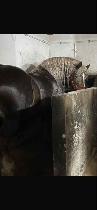 Vand sau schimb harmasar de 4 pe 5 ani