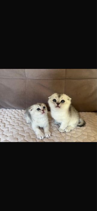 Продаются породистые котята !