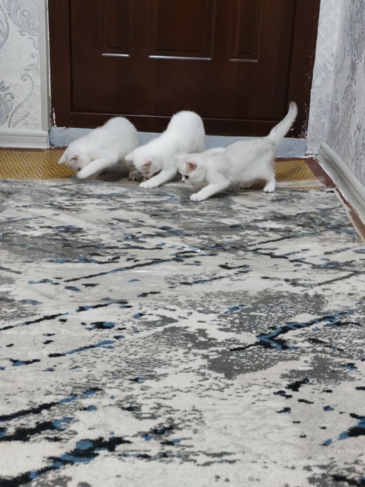Британская короткошерстная кошка серебристого окраса.