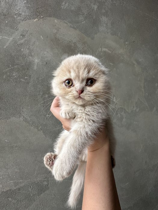 Котенки британские вислоухие