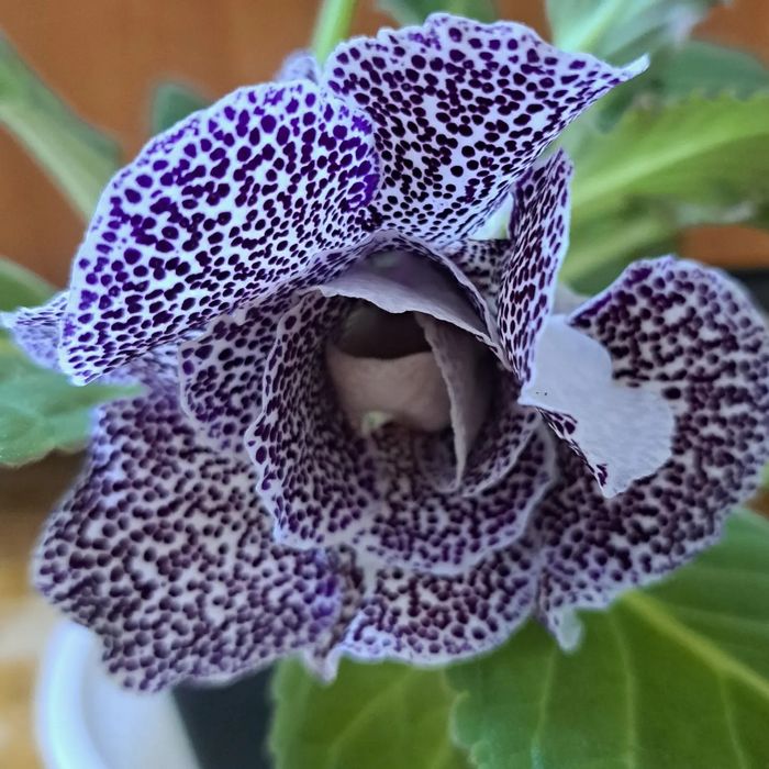 Продам сортовые глоксинии.