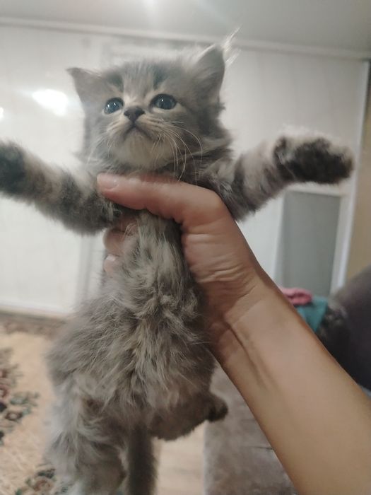 Отдам котят в хорошие добрые руки