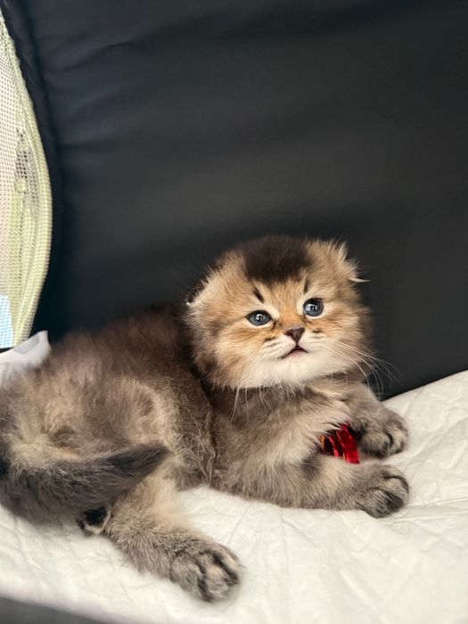 Скоттиш фолд чистокровные