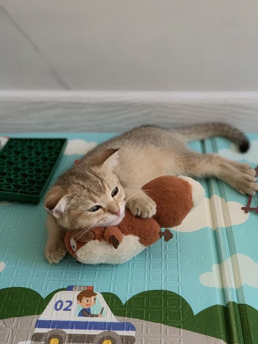Британский котёнок, девочка
