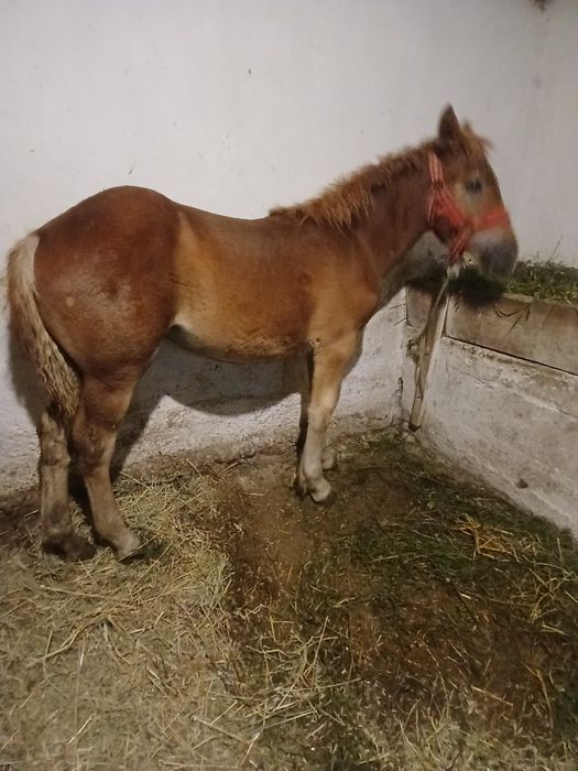 Vând 2 mânze de 5 luni