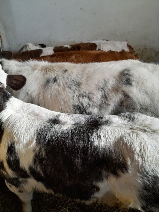 Vitei belgieni,baltati si angus intarcati