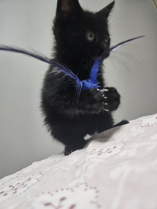 Котёнок девочка 2 месяца