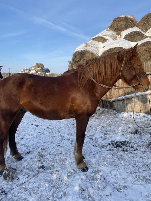 Айғыр 3,5 жаста.