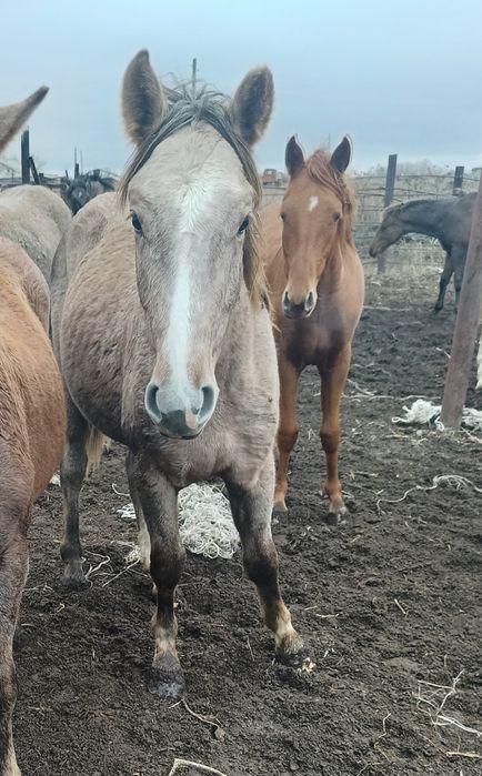 Күнәң сатылады ..