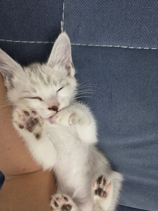 Кошка бесплатно в добрые руки