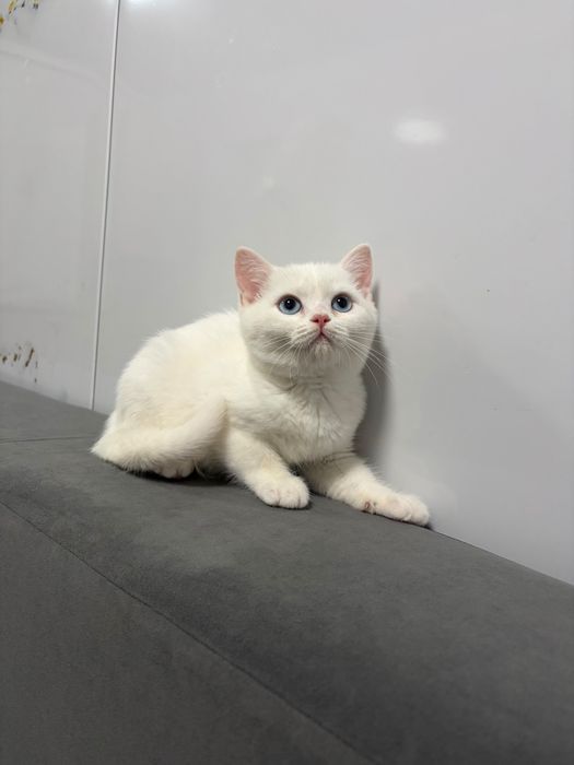 Кошечка с документами 3 мес