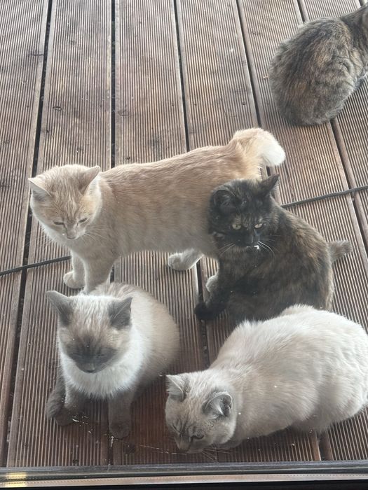 Отдаем котят бесплатно, 6 месяцев