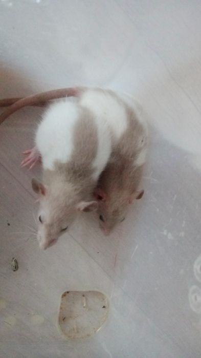 Крысята ищут семью!