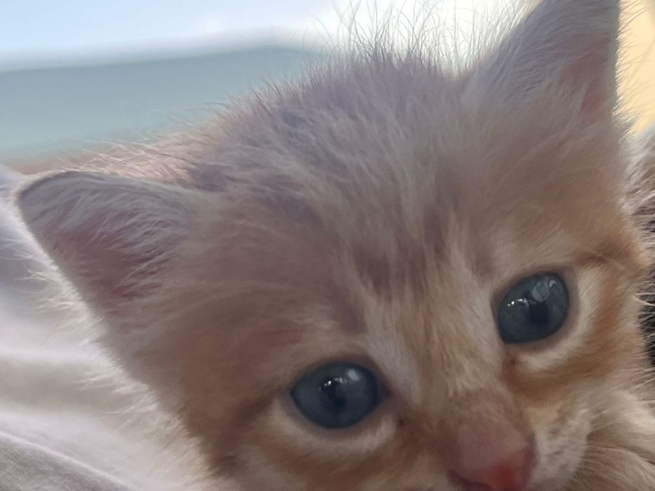 Отдам котенка даром