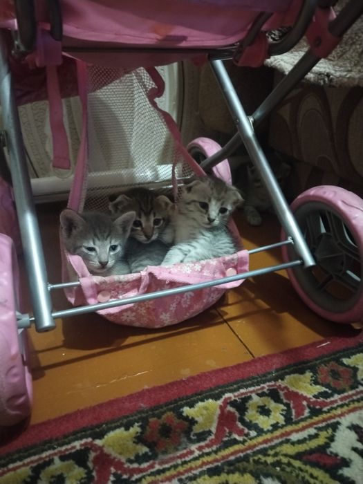 Котята в добрые руки