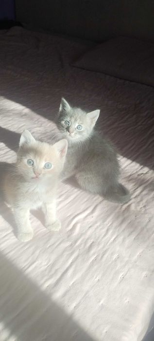 pisici mici adoptii