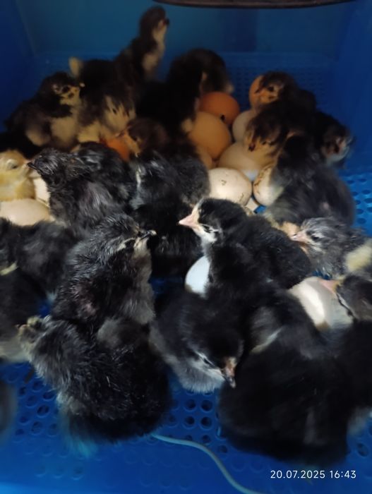 Жерси жу́жалари сотилади янги очиб чикганлари