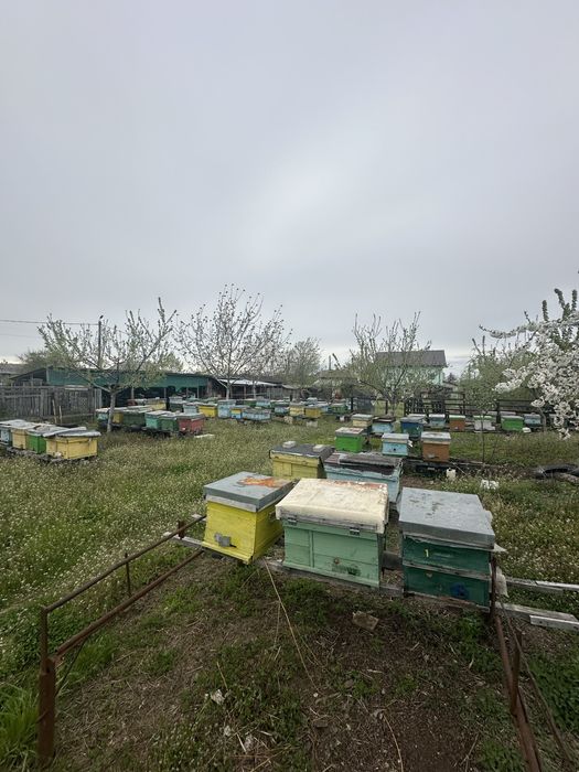 Familii albine 4-5 rame puiet