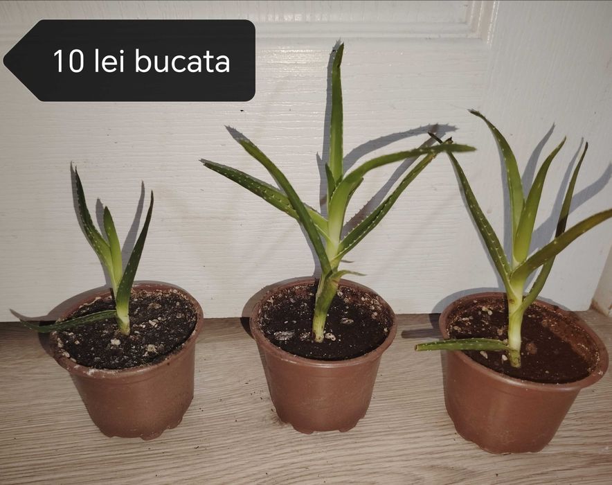 Floare ghiveci yucca. Trimit în tara.