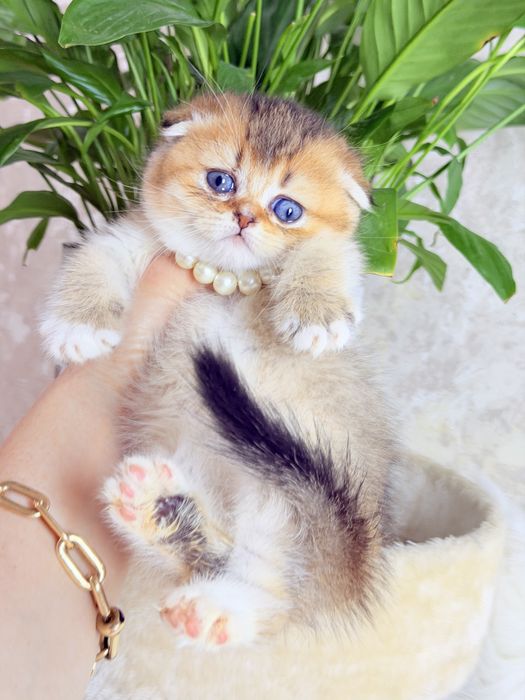 Чистокровные котята