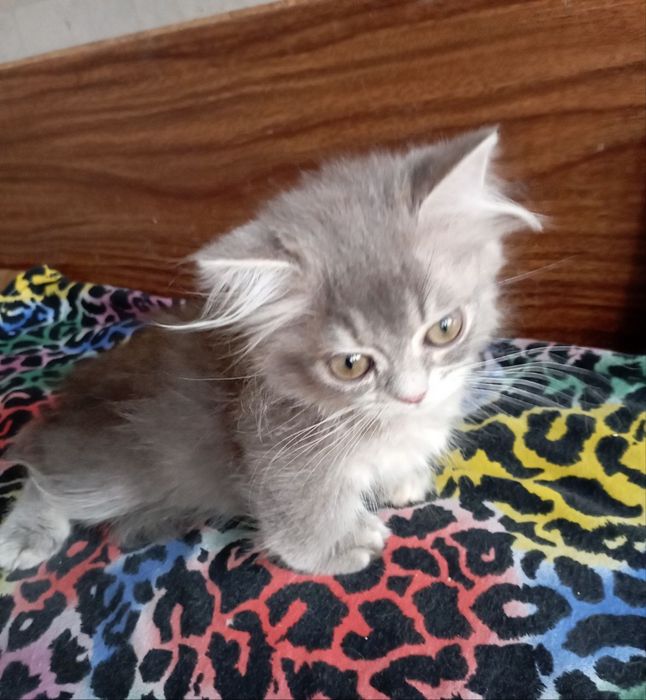 Манчкин девочка 4 мес.