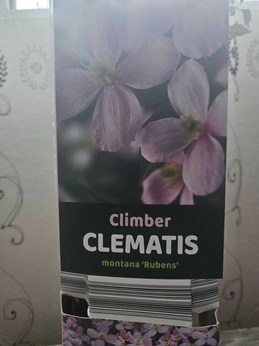 Градински Клематиси 3 цвята