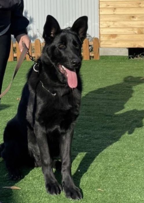 Вязка!    Кобель ВЕО