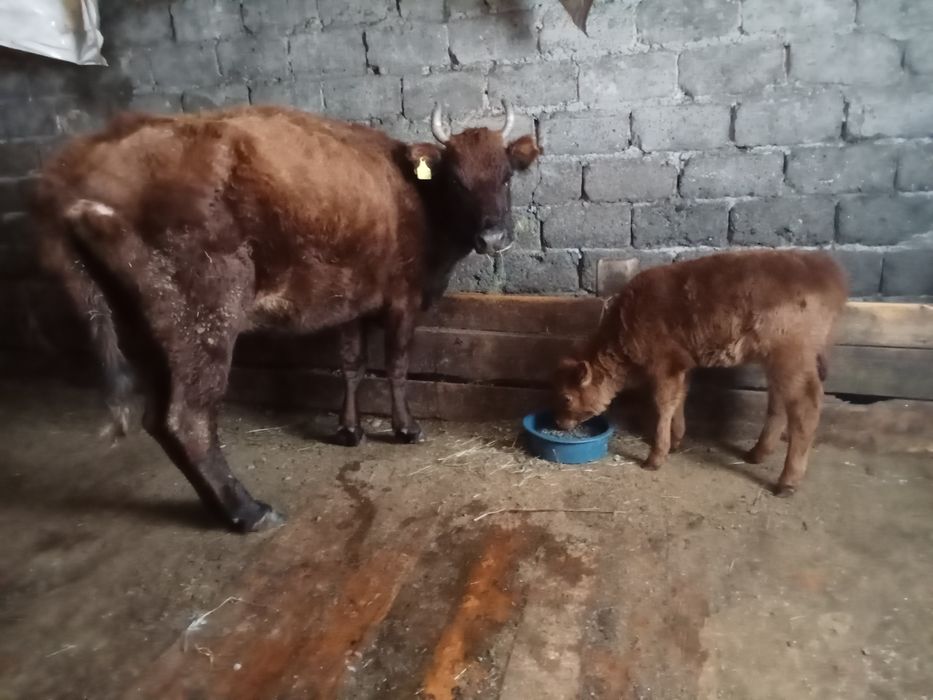 Сыйыр сатам бұзауымен