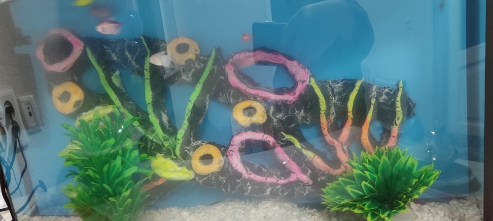 Akvarium 50 litrli 9 ta baligʻi bilan fitr abagrevateli bor kamplekt