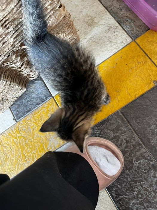Отдам котенка в хорошие руки
