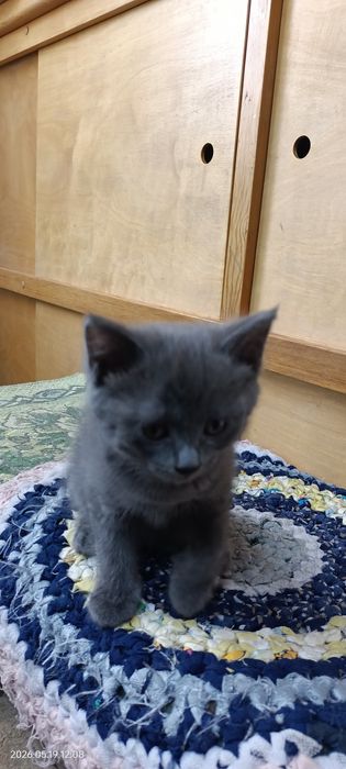 Отдам котят в хорошие руки!