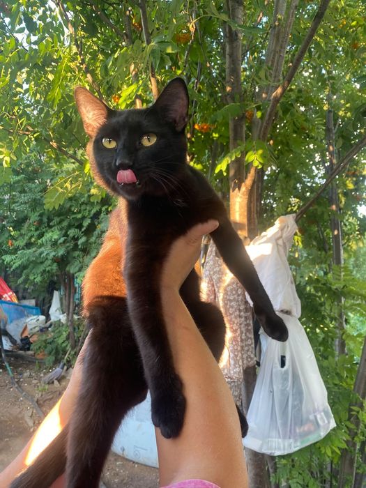 Срочно ищем дом котику