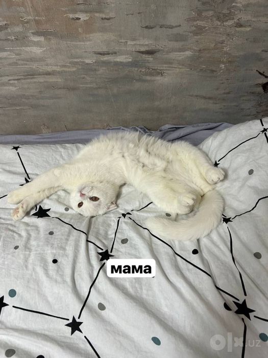 Продается породистая кошка страйт