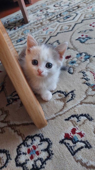 Отдам котенка девочку 1,5 Срочно