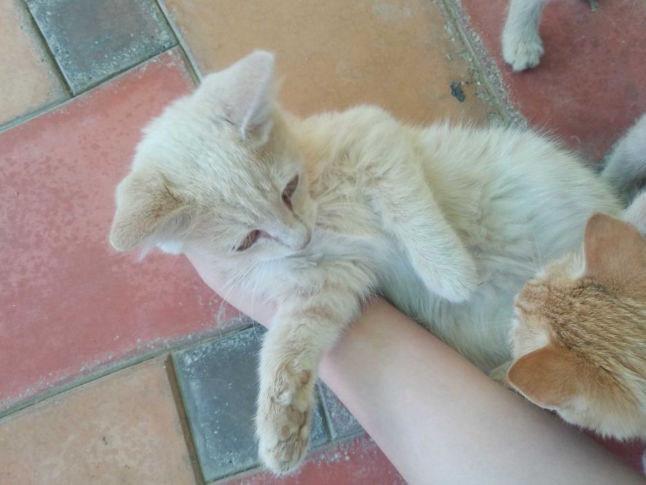 Ищем заботливого хозяина/хозяйку для котят, 3 месяца