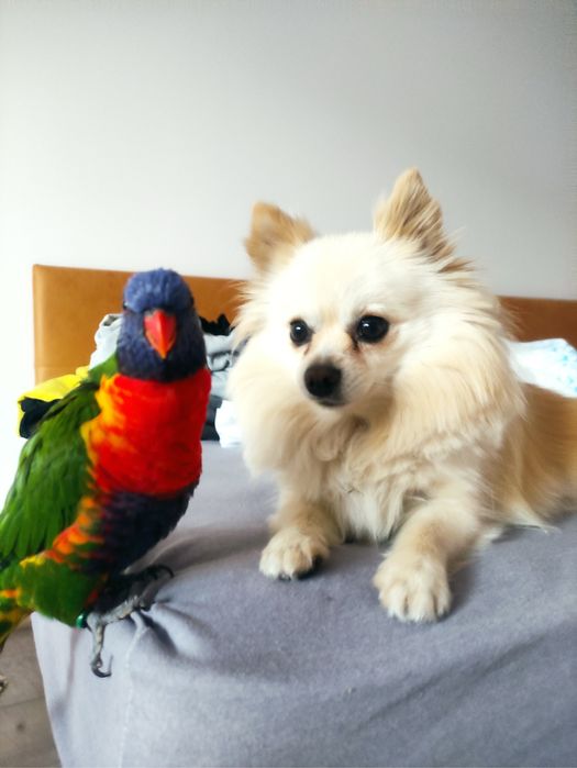 Папагал Лори + клетка + храна