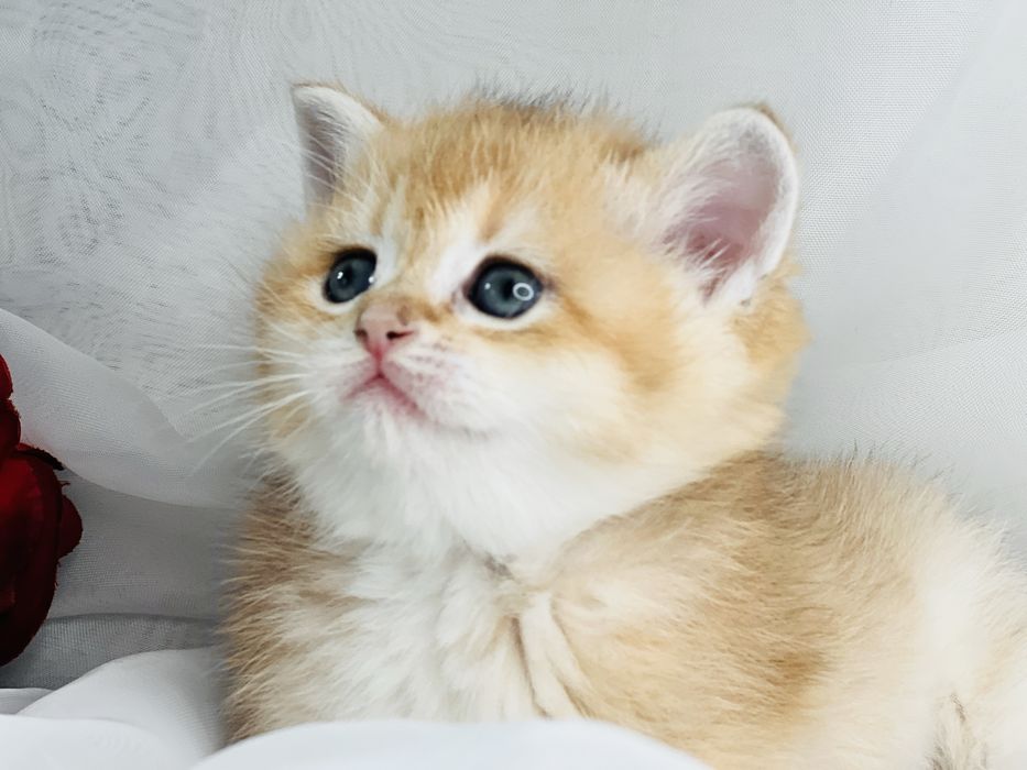 Девочка и мальчик  NY12