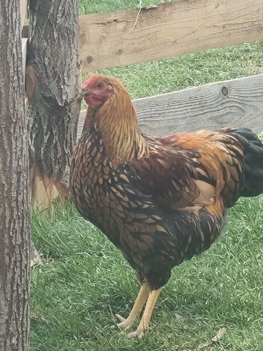 Schimb 2 cocoșei wyandotte gsg