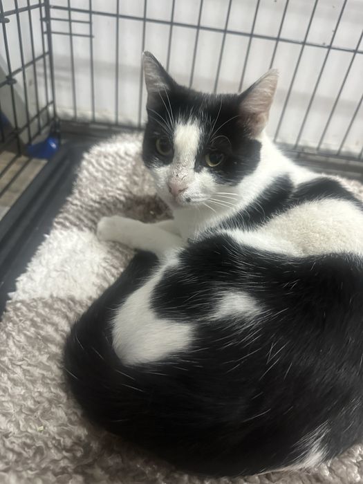 Alunita isi cauta casuta