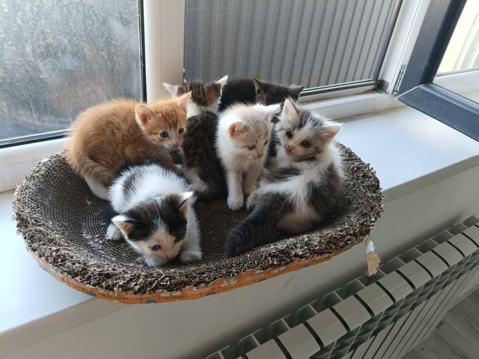 Котята бесплатно