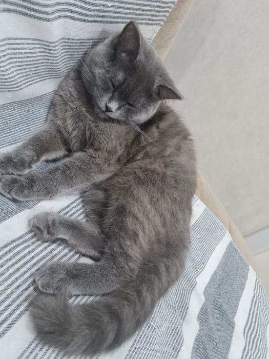 Britanskiy Skotish вяска qilishga