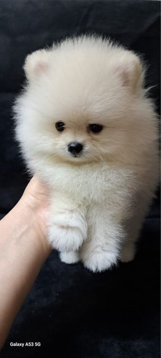 Продается щенок шпица