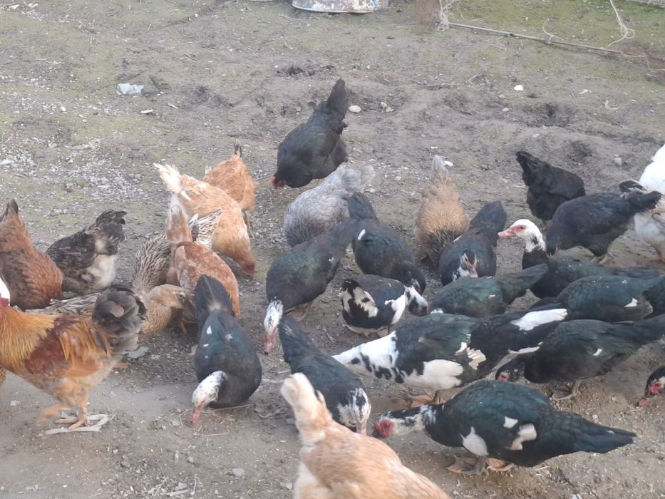 Урдак товуклар сотилади