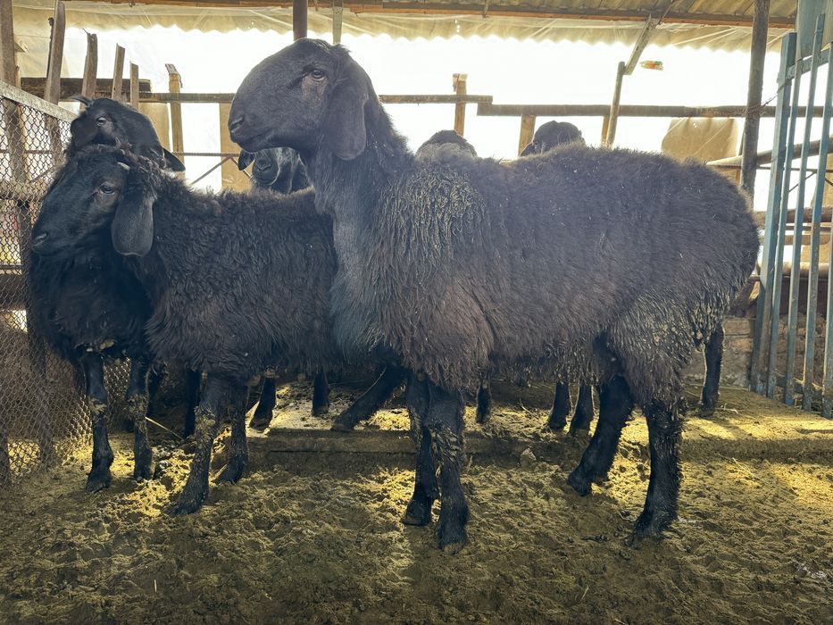 Кози кочкорла сотилади