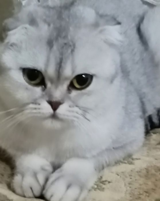 Шотландские чистокровные мальчики