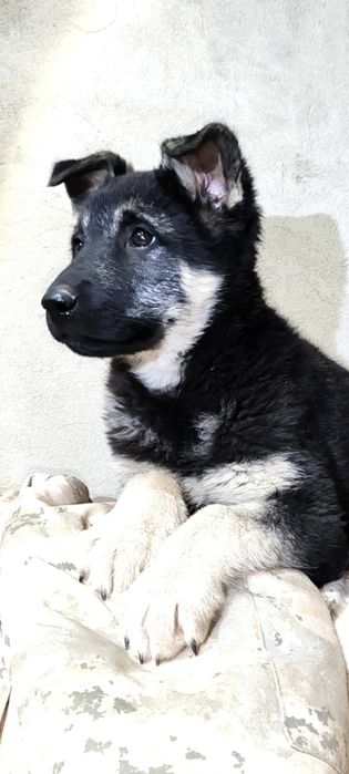 Подрощенная девочка ВЕО шоу класса